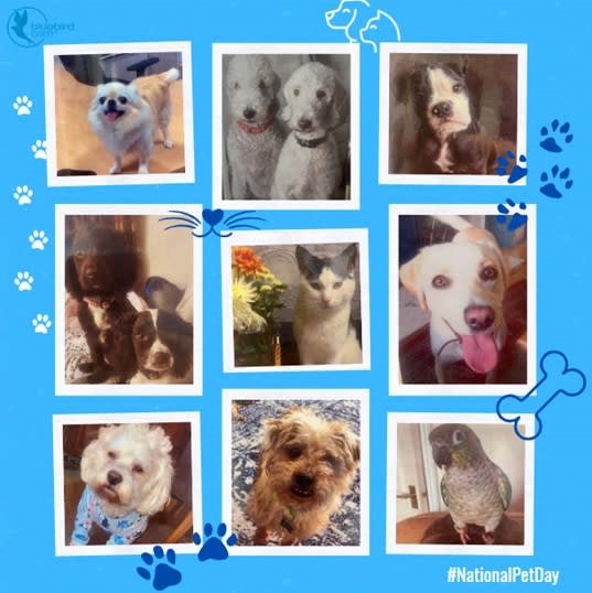Happy National Pet Day 