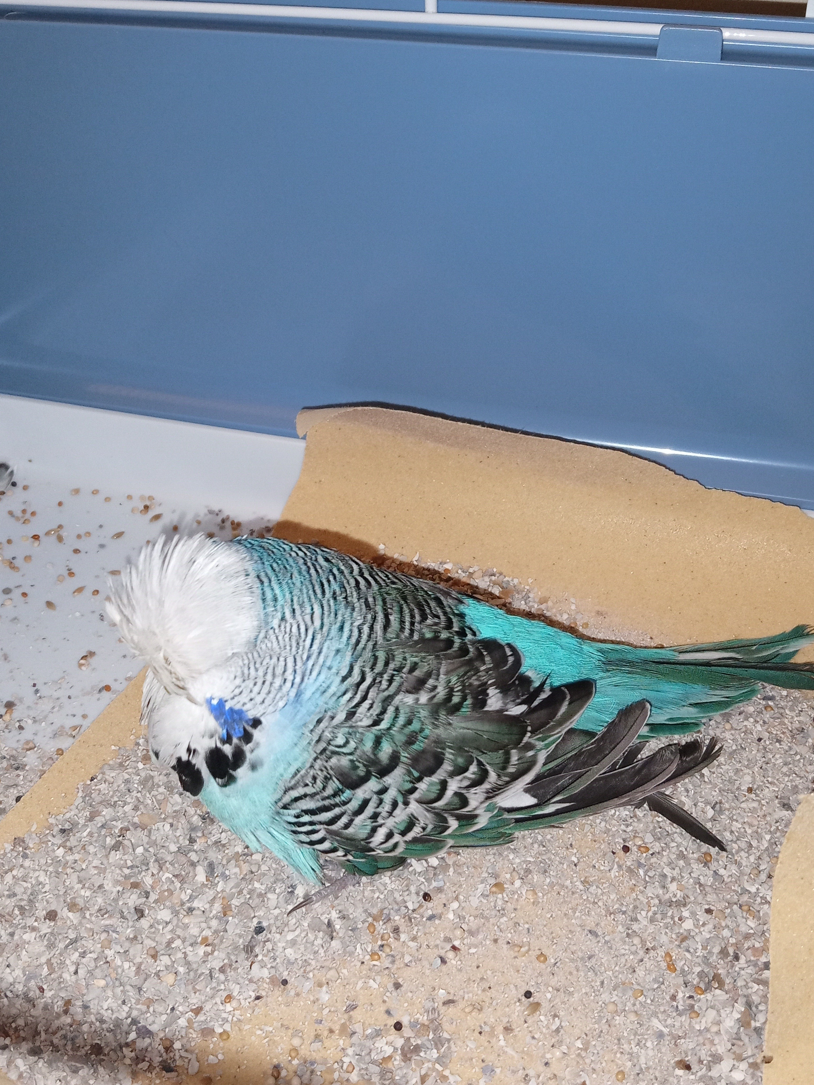 RG Bird