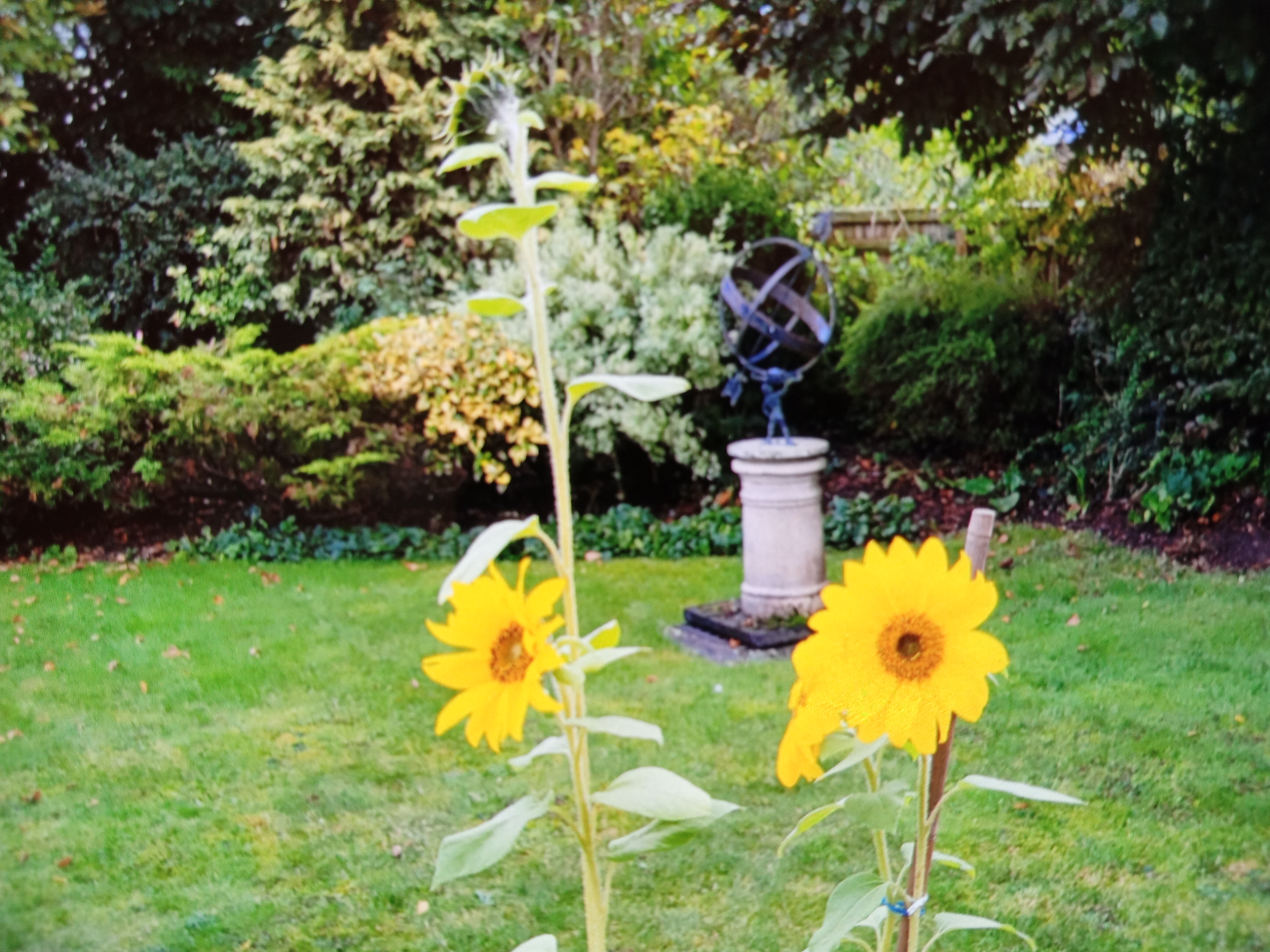 Sunflower 1 