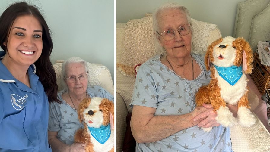 Companion pet NEWS